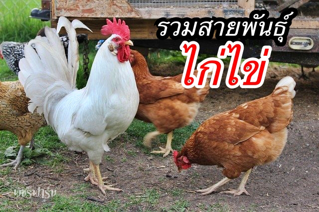 สายพันธุ์ไก่ไข่ ลักษณะไก่ต่างๆ